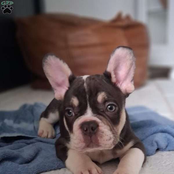 Jasper, French Bulldog Puppy